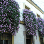 Patios de Córdoba. Andalucía