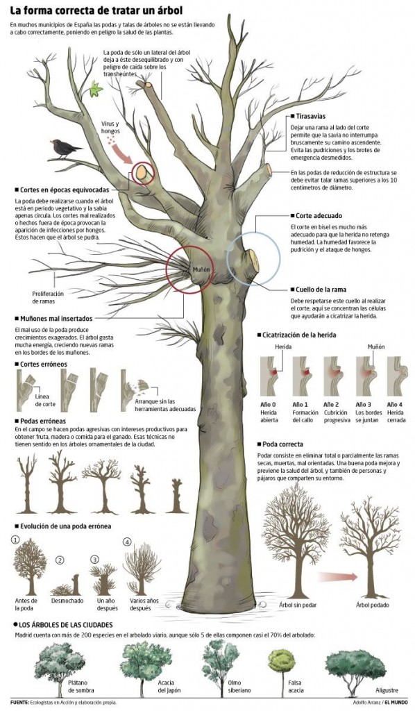 cómo podar los árboles