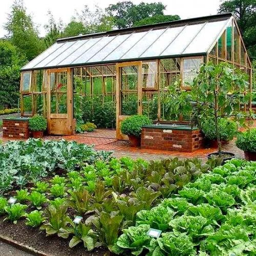 Plantas jóvenes en un invernadero que crece dentro de un pequeño invernadero  doméstico vivero de invernadero para cultivar lechuga y otras verduras
