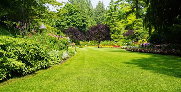 7 tipos de césped sostenibles que puedes adaptar a tu jardín. ¡Si es muy grande, ayúdate con un robot cortacésped!